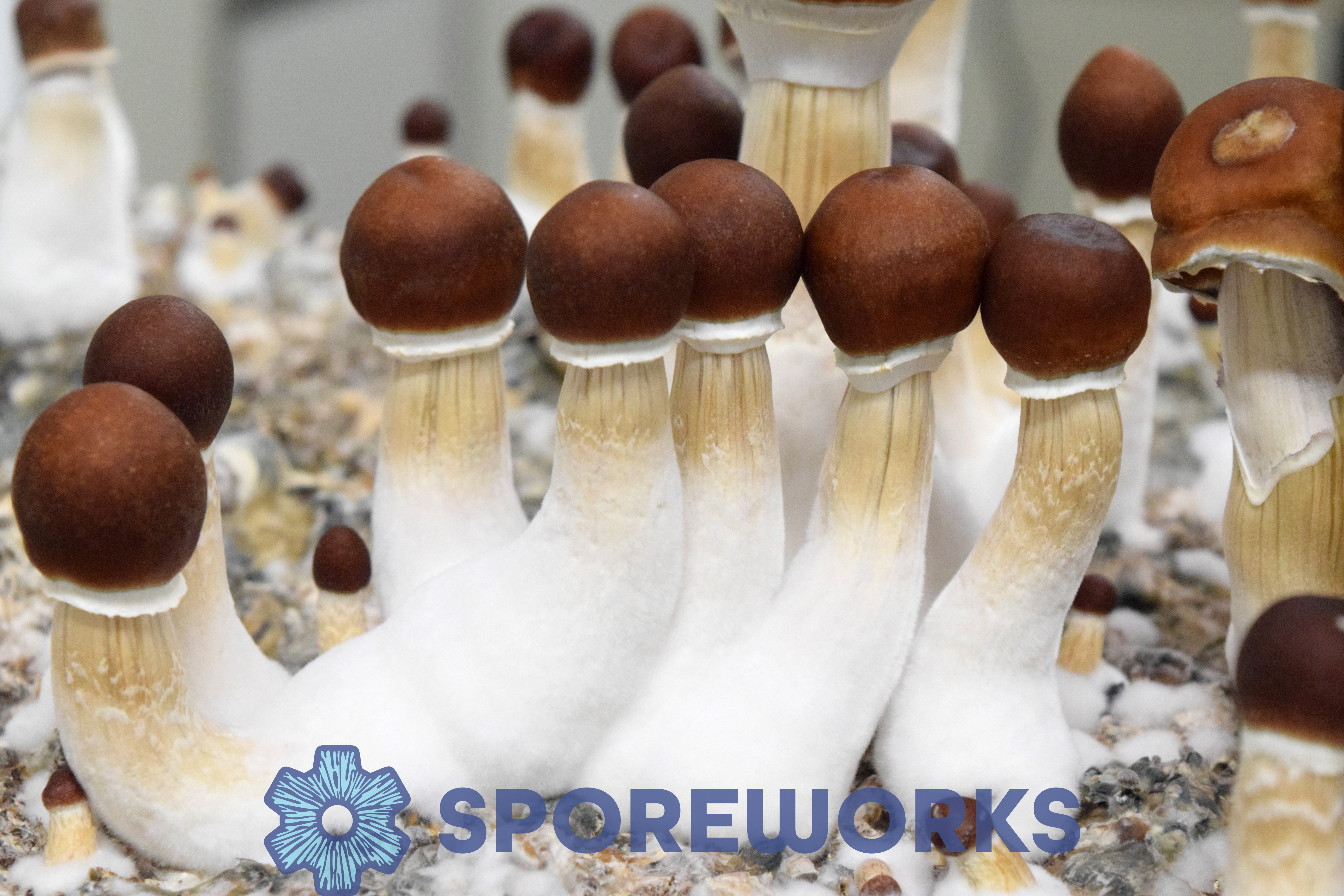 Sporeworks.com Sporeworks.com